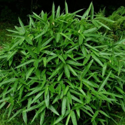 Indocalamus latifolius Indocalamus latifolius