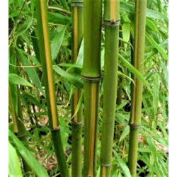 Phyllostachys bambusoides 'Castilloni Inversa' Phyllostachys bambusoides 'Castilloni Inversa'