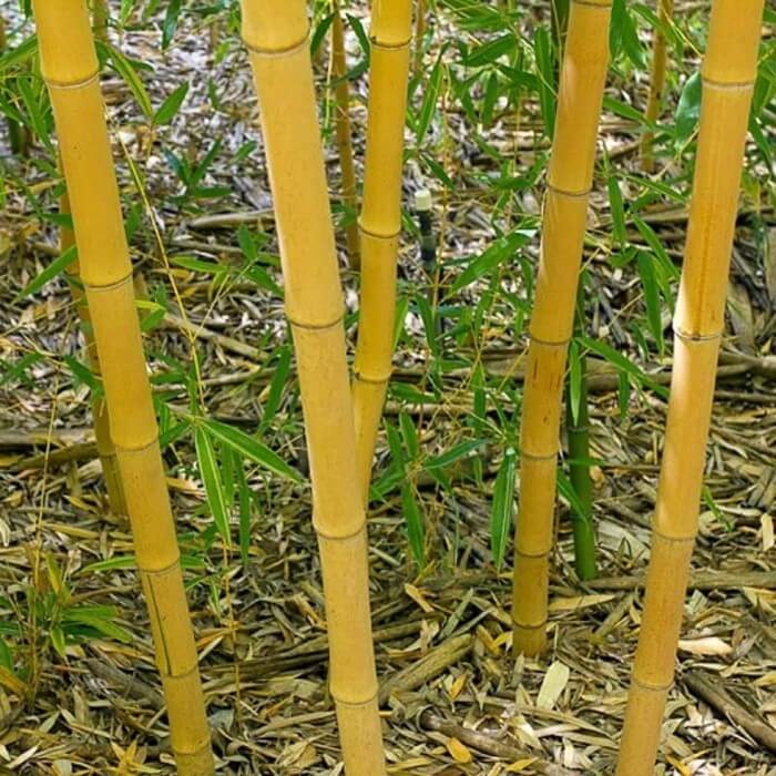 Phyllostachys bambusoides 'Holochrysa'