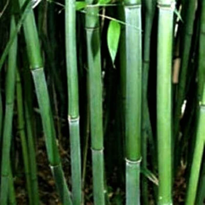 Phyllostachys bissetti 