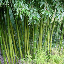 Phyllostachys dulcis Phyllostachys dulcis