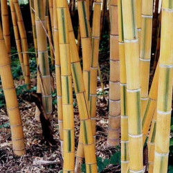 Phyllostachys edulis 'Bicolor' Phyllostachys edulis 'Bicolor'