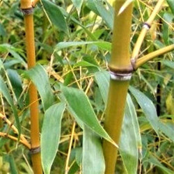 Phyllostachys flexuosa Phyllostachys flexuosa