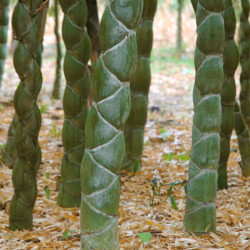 Phyllostachys edulis 'Heterocycla' Phyllostachys edulis 'Heterocycla'