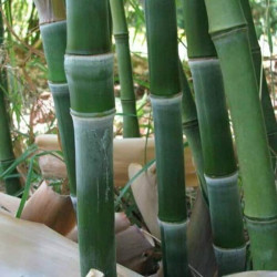 Phyllostachys heteroclada Phyllostachys heteroclada