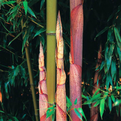 Phyllostachys mannii Phyllostachys mannii