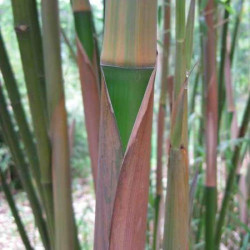 Phyllostachys rubromarginata Phyllostachys rubromarginata