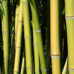 Phyllostachys viridiglaucescens Phyllostachys viridiglaucescens