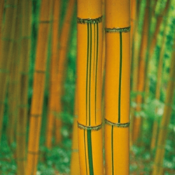 Phyllostachys sulphurea Phyllostachys sulphurea