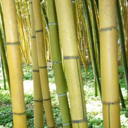 Phyllostachys sulphurea 'Robert Young'