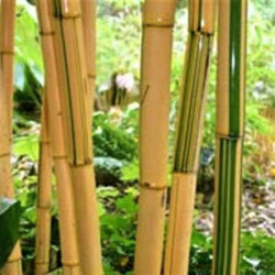 Phyllostachys vivax 'Aureocaulis' Phyllostachys vivax 'Aureocaulis'