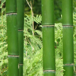 Phyllostachys vivax Phyllostachys vivax