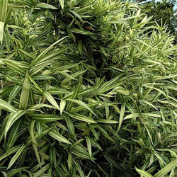 Pleioblastus chino 'Elegantissimus'