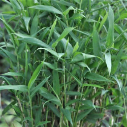 Pleioblastus distichus