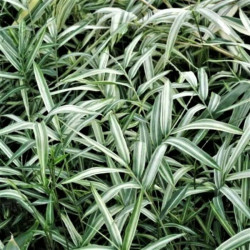 Pleioblastus fortunei 'Variegatus'