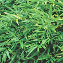 Pleioblastus pumilus