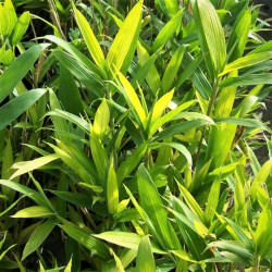 Pleioblastus pygmaeus