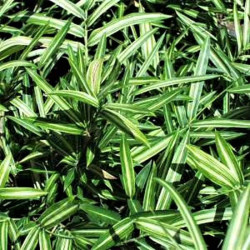 Pleioblastus shibuyanus 'Tsuboi'