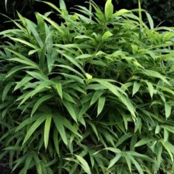 Pleioblastus viridistriatus 'Vagans'