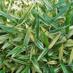 Sasa masamuneana 'Albostriata' Sasa masamuneana 'Albostriata'
