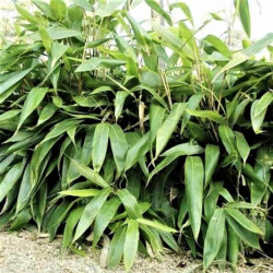 Sasa palmata 'Nebulosa' Sasa palmata 'Nebulosa'