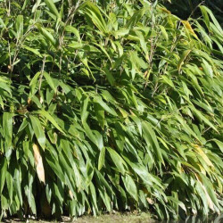 Sasa tessellata Sasa tessellata