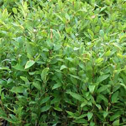 Shibataea kumasaca Shibataea kumasaca