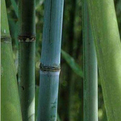 Phyllostachys glauca Phyllostachys glauca