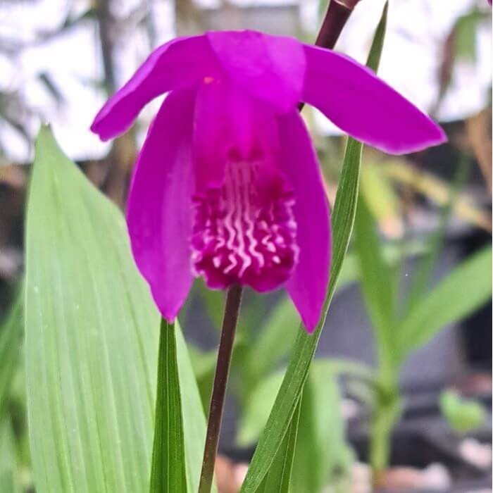 Bletilla striata