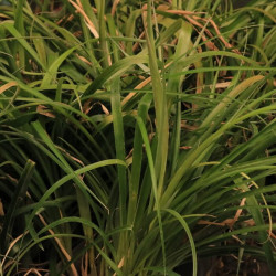 Billbergia nutans Billbergia nutans