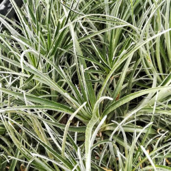 Fascicularia bicolor Fascicularia bicolor