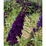 Buddleja davidii 'Black Knight'