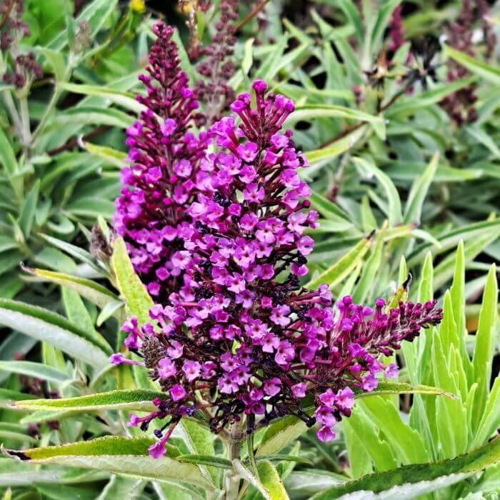 Buddleja davidii 'Butterfly Tower'