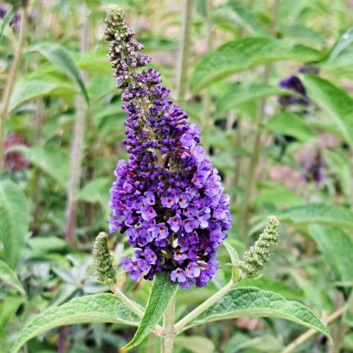 Buddleja davidii 'Empire Blue'