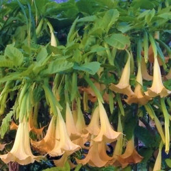 Brugmansia arborea