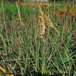 Calamagrostis x acutiflora 'Avalanche'