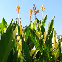 Canna 'Stuttgart' Canna 'Stuttgart'