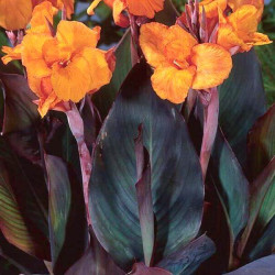 Canna 'Wyoming' Canna 'Wyoming'