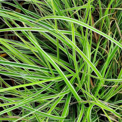 Carex oshimensis 'Everest' Carex oshimensis 'Everest'