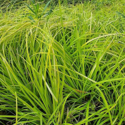 Carex oshimensis 'Everillo' Carex oshimensis 'Everillo'