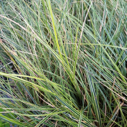 Carex brunnea 'Variegata' Carex brunnea 'Variegata'