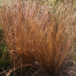 Carex buchananii Carex buchananii