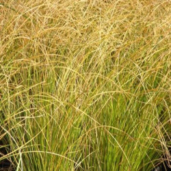 Carex comans 'Bronze' Carex comans 'Bronze'