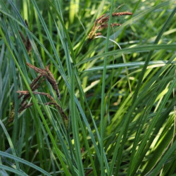 Carex riparia 'Pendula' Carex riparia 'Pendula'