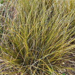Carex testacea Carex testacea