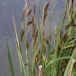 Carex riparia Carex riparia
