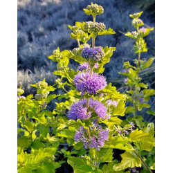 Caryopteris incana 'Joan'