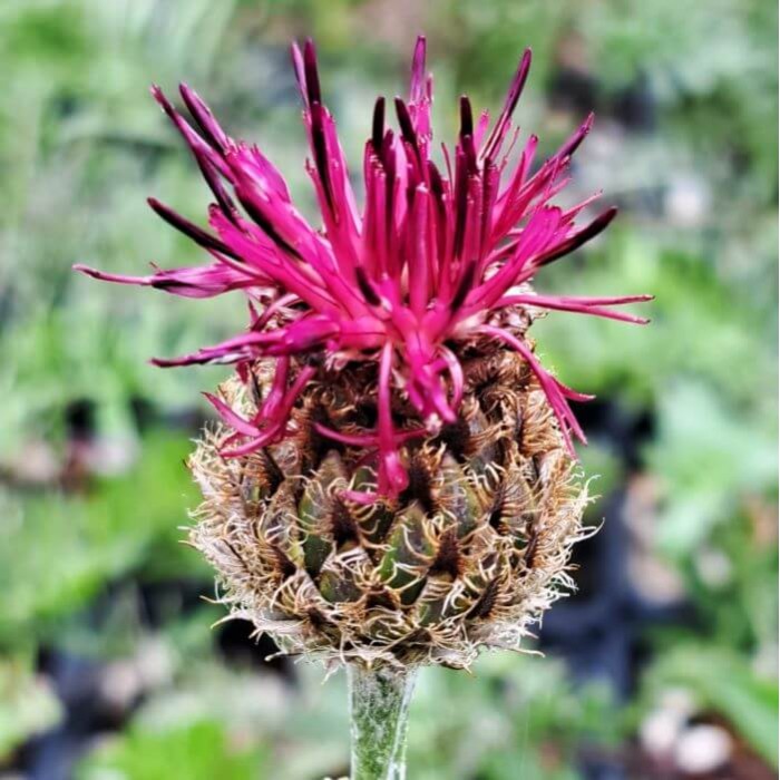 Centaurea atropurpurea