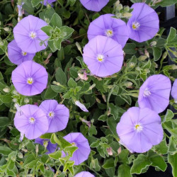 Convolvulus mauritanicus