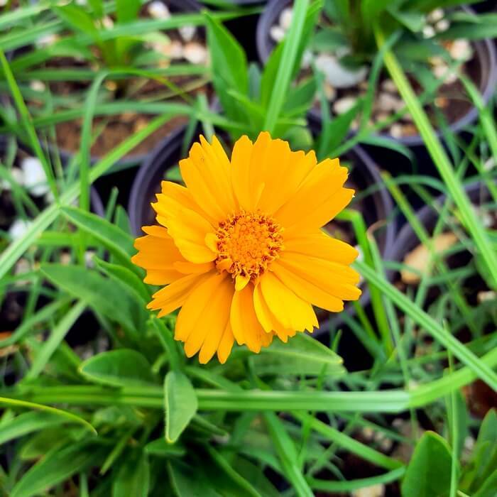 Coreopsis grandiflora 'Early Sunrise'